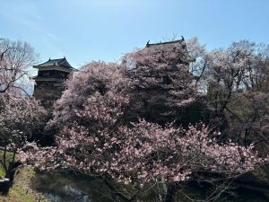 桜の名所　上田城