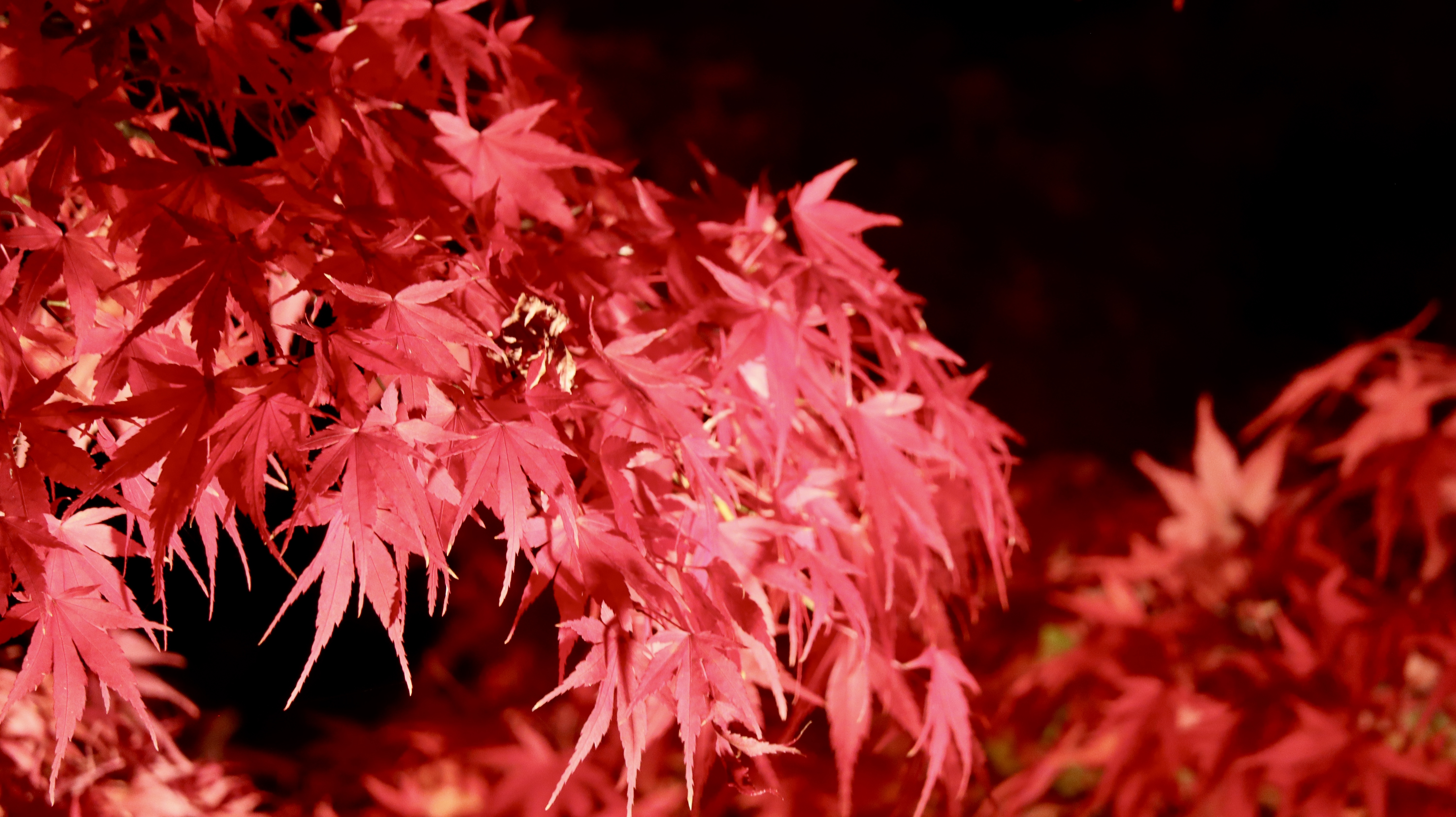 明興双葉近郊の紅葉情報