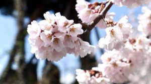 桜情報