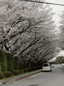 春を彩る桜並木 〜茨城工場周辺より〜
