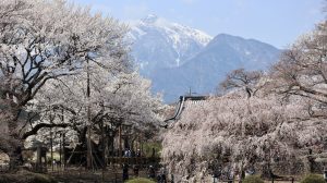 甲斐駒ヶ岳の麓に息づく千年の桜
